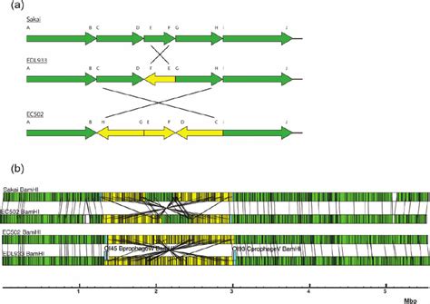 Double chromosomal inversions. (a). Schematic representation of double... | Download Scientific ...