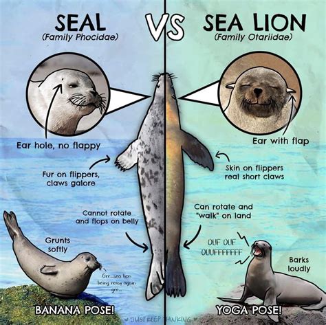 Seal vs Sea Lion : r/coolguides