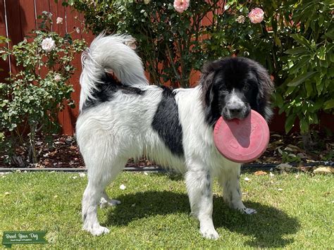 Black & White Newfoundland Great Pyrenees Mix - Stud Dog California ...