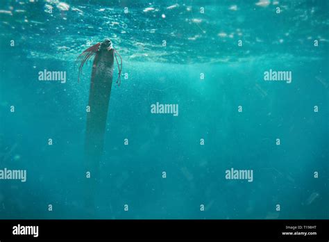 Swimming oarfish hi-res stock photography and images - Alamy