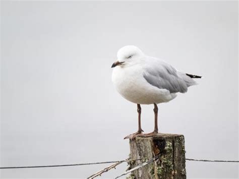 Seagull Nesting Season | News | Pest-Master Ltd