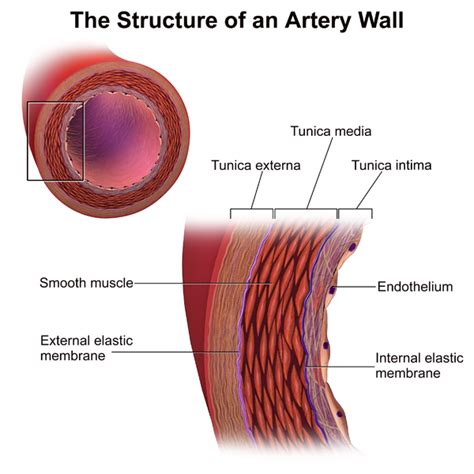 Difference Between Arteries and Arterioles | Definition, Characteristics, Function