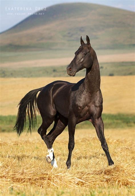 Akhal-Teke All The Pretty Horses, Beautiful Horses, Animals Beautiful, Black Horses, Wild Horses ...