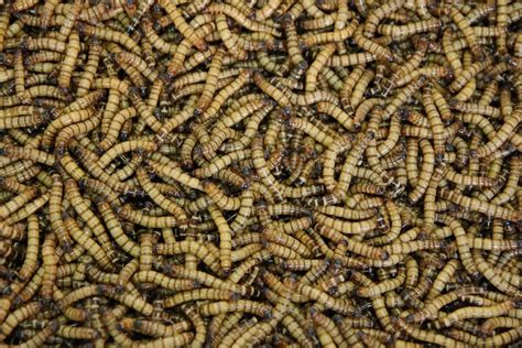 Exploring the World of Maggots - Animals Around The Globe