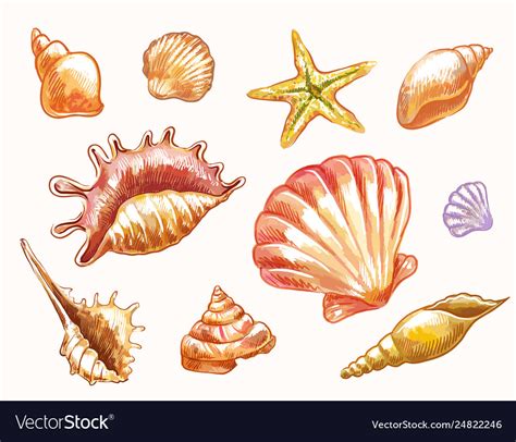 Seashells in sketch watercolor style isolated Vector Image