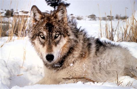 Critics say Wisconsin winter wolf hunt was too much, too soon - Duluth News Tribune | News ...