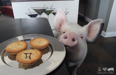 9 Ways Pigs Are Smarter Than Your Honor Student | HuffPost Impact