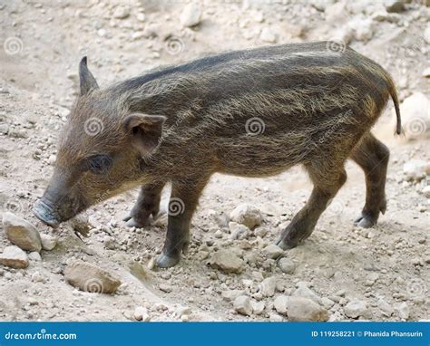 A Cute Baby Wild Boar stock image. Image of closeup - 119258221