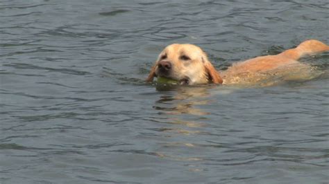 Close Up Dog With Tennis Ball In Water Stock Footage SBV-300124924 - Storyblocks