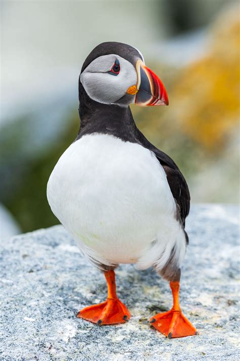 Atlantic puffin | Puffins bird, Bird drawings, Sea birds