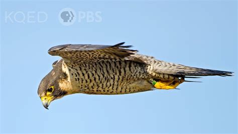 How Do Peregrine Falcons Stay Warm? The 6 Top Answers - Chiangmaiplaces.net