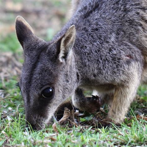 Allied Rock Wallaby in Townsville