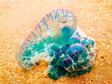 Carabela Portuguesa / Portuguese Man O' War on Behance