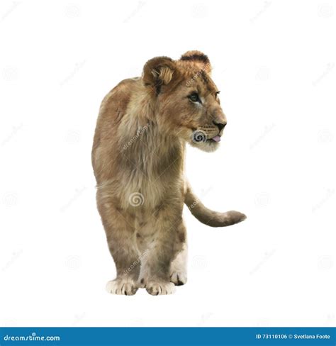 Lion Cub stock illustration. Illustration of background - 73110106