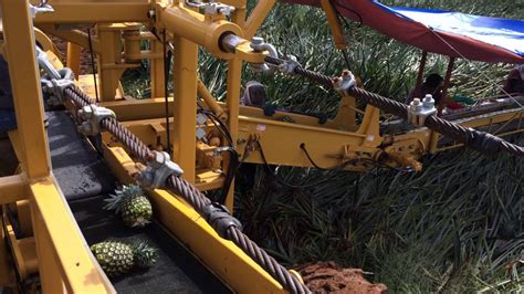 Game Equipment's Pineapple Harvester - YouTube