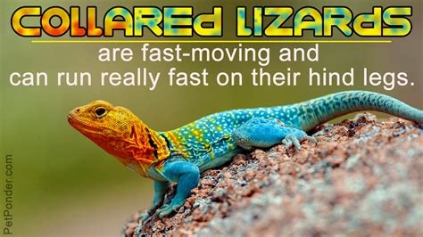 Fun Facts About Lizards