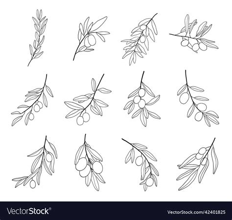 Set of olive branch line art drawing Royalty Free Vector