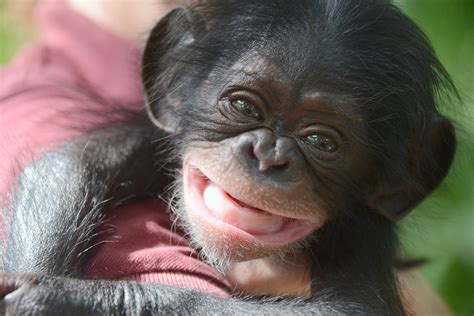 Baby chimp to be paired with surrogate mother at Lowry Park Zoo ...