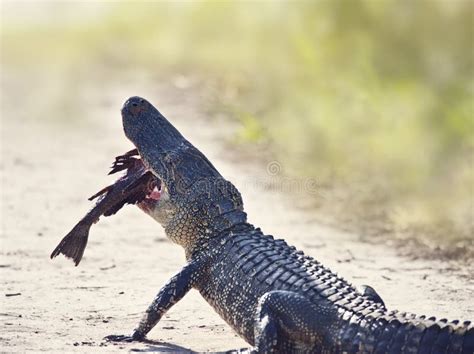 American Alligator Eating Fish on a Trail Stock Image - Image of catch, road: 148094365