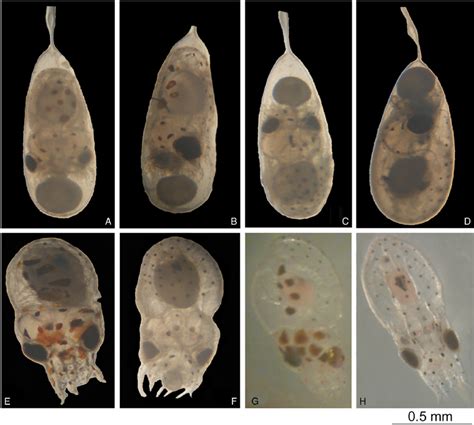 Octopus hubbsorum . Living embryos at different stages of embryonic ...