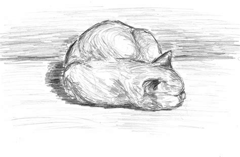 sleeping cat pencil sketch 7 by Panchuali on DeviantArt