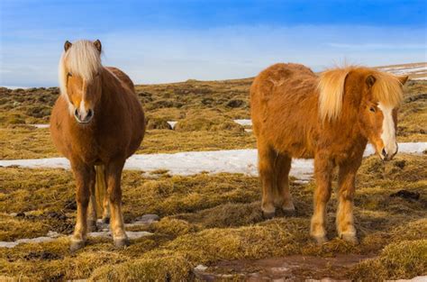 Icelandic Horse Information and PetGuide - PetGuide | PetGuide