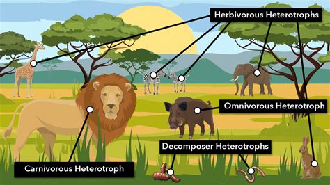 Heterotroph Examples in Food Chains