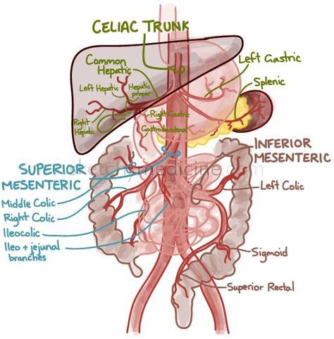 12 Best Celiac artery compression images | Celiac artery, Celiac, Interventional radiology