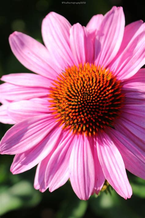 Pink coneflower | Echinacea, Plants, Pink