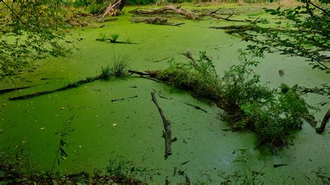 ArtStation - SWAMPS AND MARSHES PHOTO REFERENCE PACK 600 jpgs | Resources