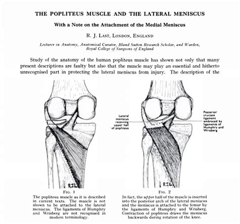 The Popliteus Muscle: A Little Muscle with a HUGE Impact - Regenexx