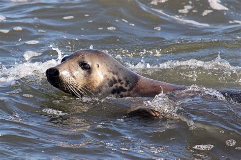 Wildlife and Landscapes: Grey Seals