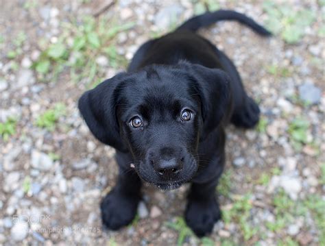 Black Lab Puppy Eyes : aww