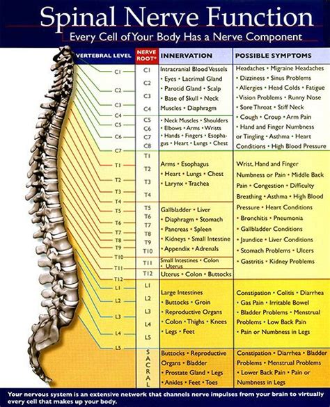 Nerve: Lower Back Pinched Nerve