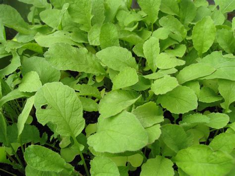 radish leaves | Aussie Emjay's Blog