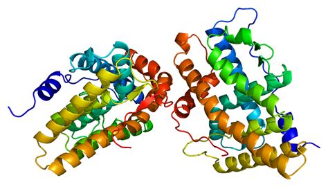 Aromatase; Cytochrome P-450(AROM); Cytochrome P-450 CYP19; CYP19