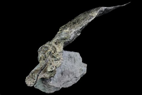 13.7" 3D, Devonian Armored Fish (Rhinopteraspis) - Germany (#113040) For Sale - FossilEra.com