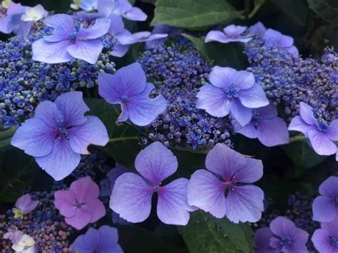 Mountain Hydrangea | Care Tips And Stunning Varieties