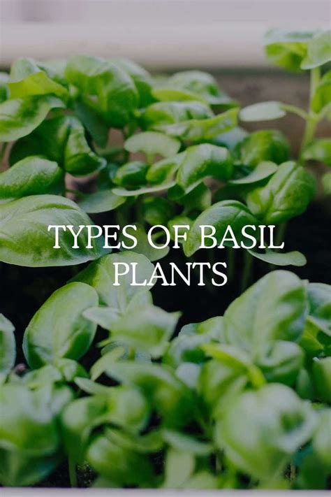 10 Types of Basil Plants (Guide to Different Variations) - Fresh Exchange