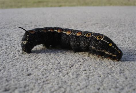 Free photo: Black Caterpillar - Black, Bug, Caterpillar - Free Download - Jooinn