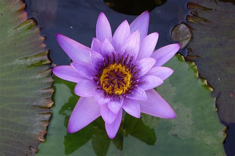 Pond Lotus Flower Aquatic · Free photo on Pixabay