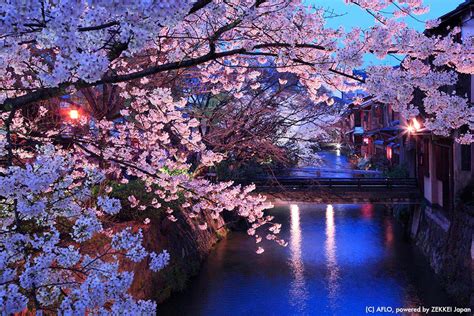 Captivating, Night and Day! March Cherry Blossoms｜ZEKKEI Japan