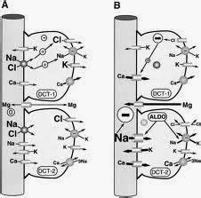 Medical Treatment Pictures-for Better Understanding: Gitelman Syndrome