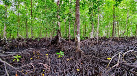 Laju Degradasi Hutan Mangrove tak Sebanding dengan Upaya Rehabilitasi - Mongabay.co.id