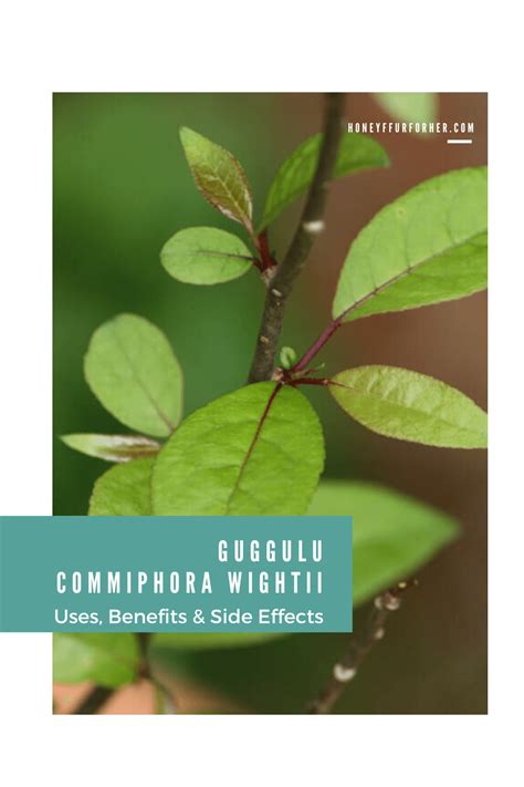 Guggulu (Commiphora Wightii) : Uses, Benefits & Side Effects #herbsforhealth #healthsupplements ...