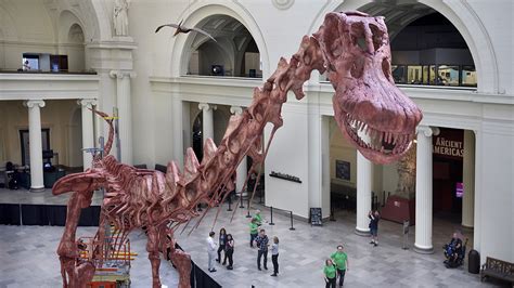 Field Museum scientists assemble Maximo, largest dinosaur discovered to date | abc7chicago.com