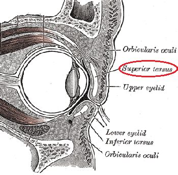 Levator Palpebrae Superioris Origin And Insertion