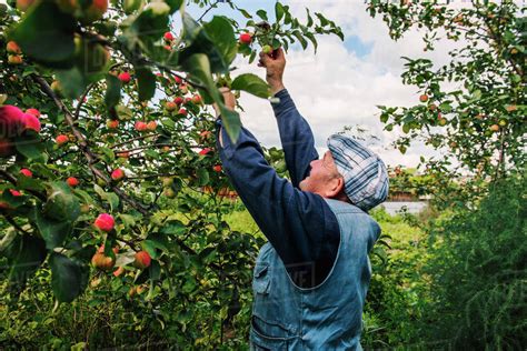 Caucasian farmer picking fruit from tree - Stock Photo - Dissolve