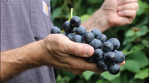 Favorite Muscat Grapes? - General Fruit Growing - Growing Fruit