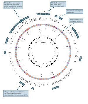 Chromosomes in Bacteria: Are they all single and circular? - microbewiki